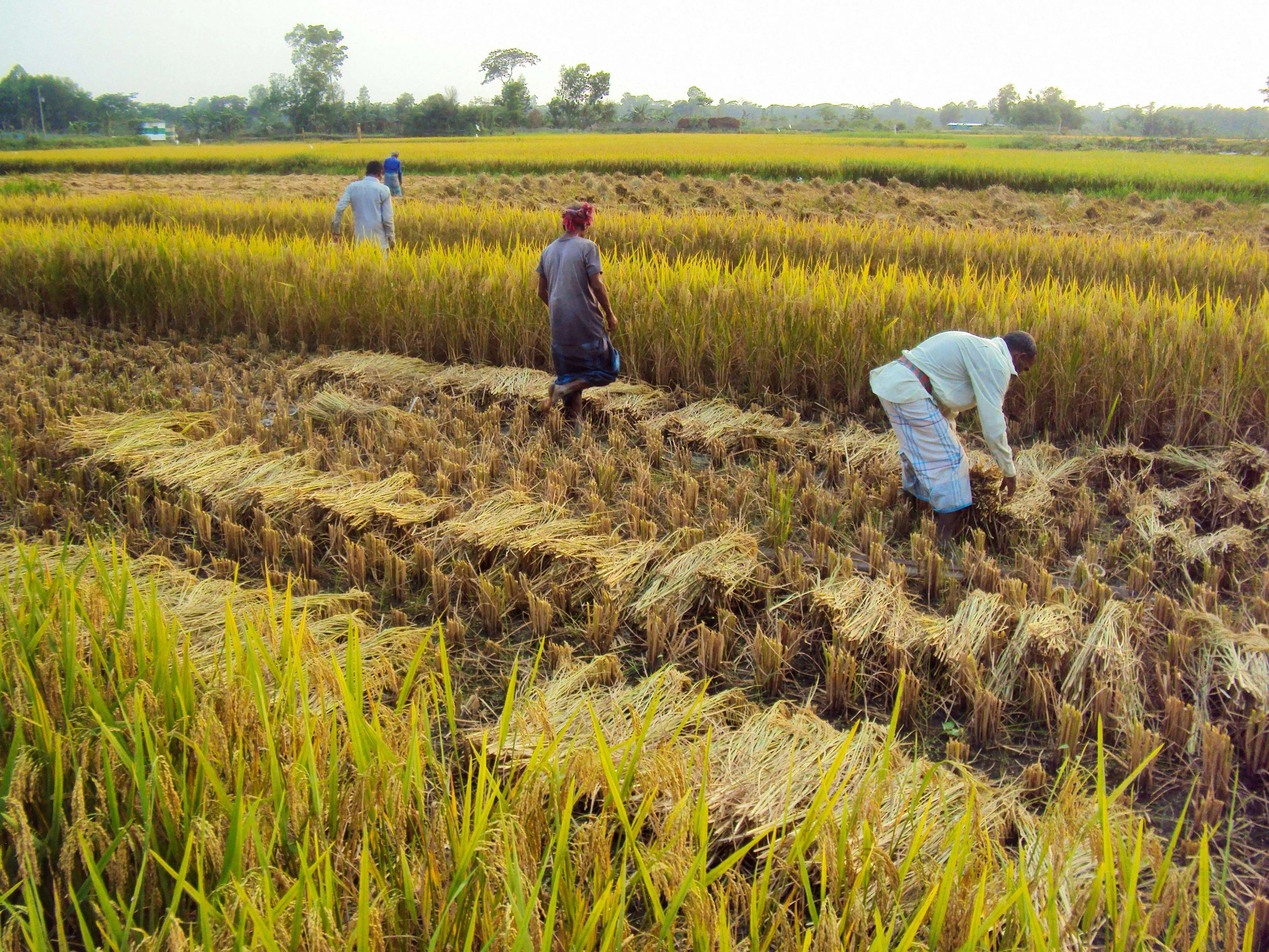 AgroCare field visit