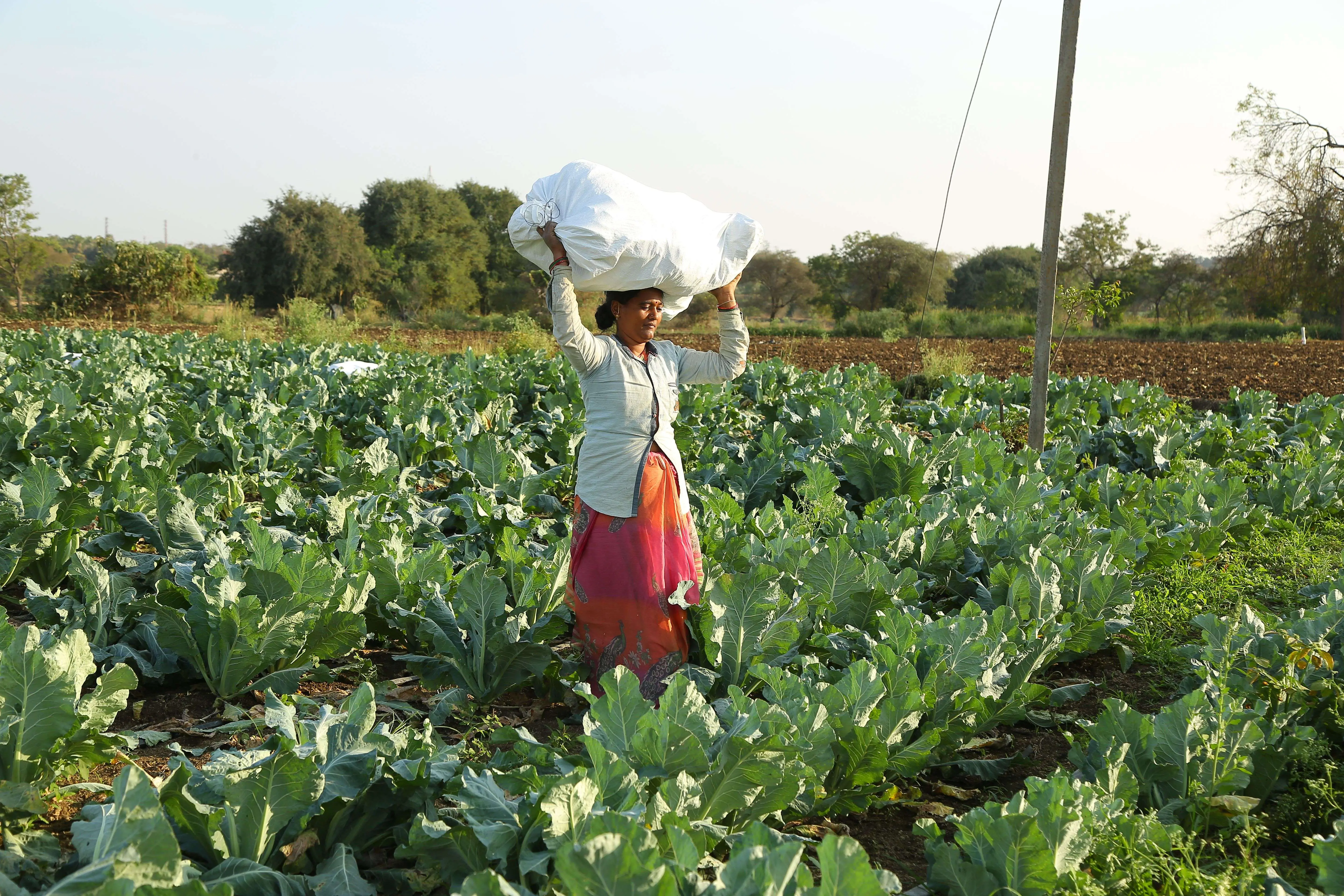 Greener fields after organic inputs