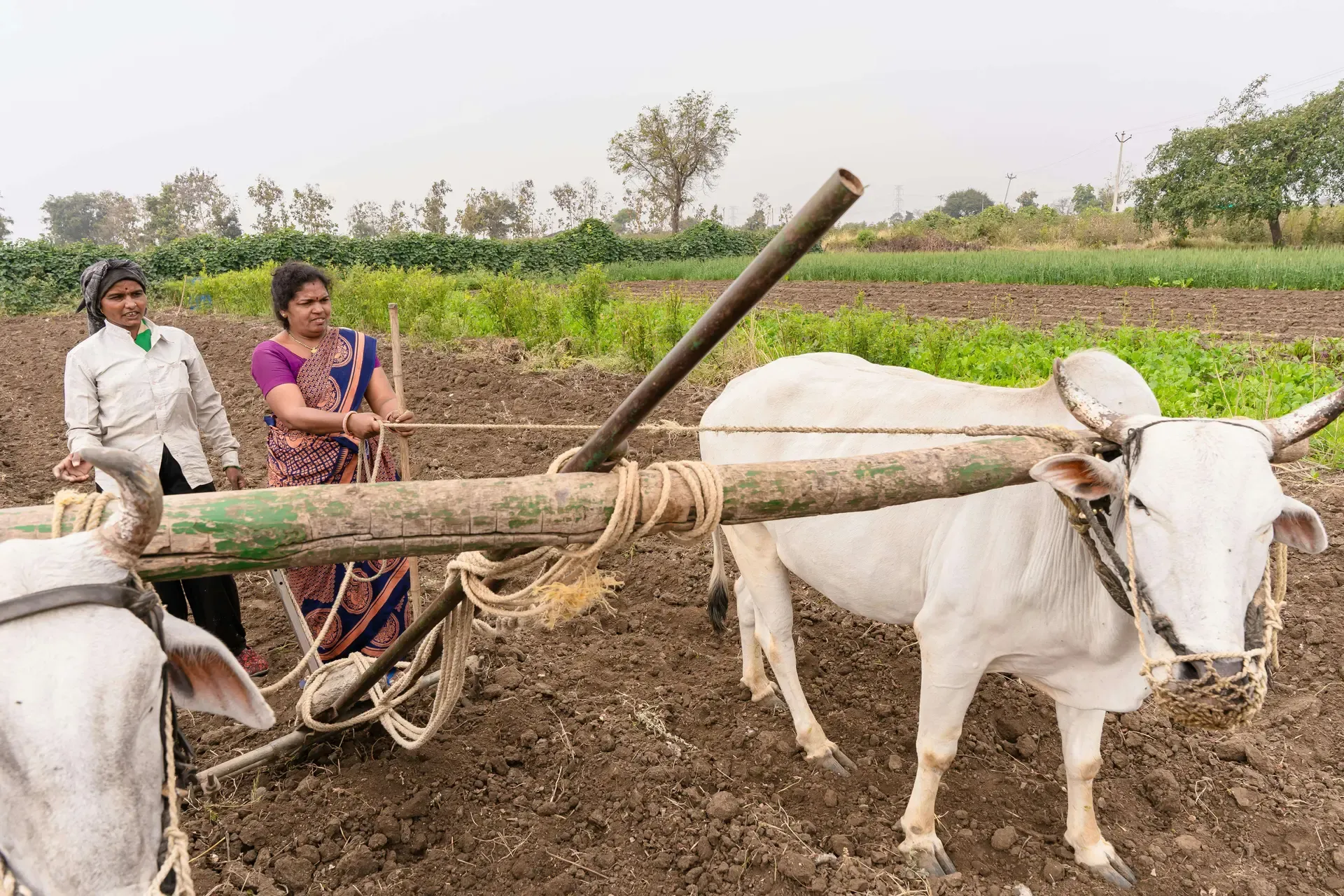 Farmer with standing crop