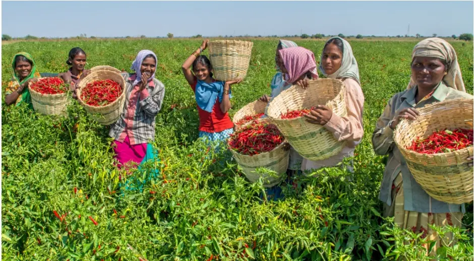 Farmer in Rajkot field
